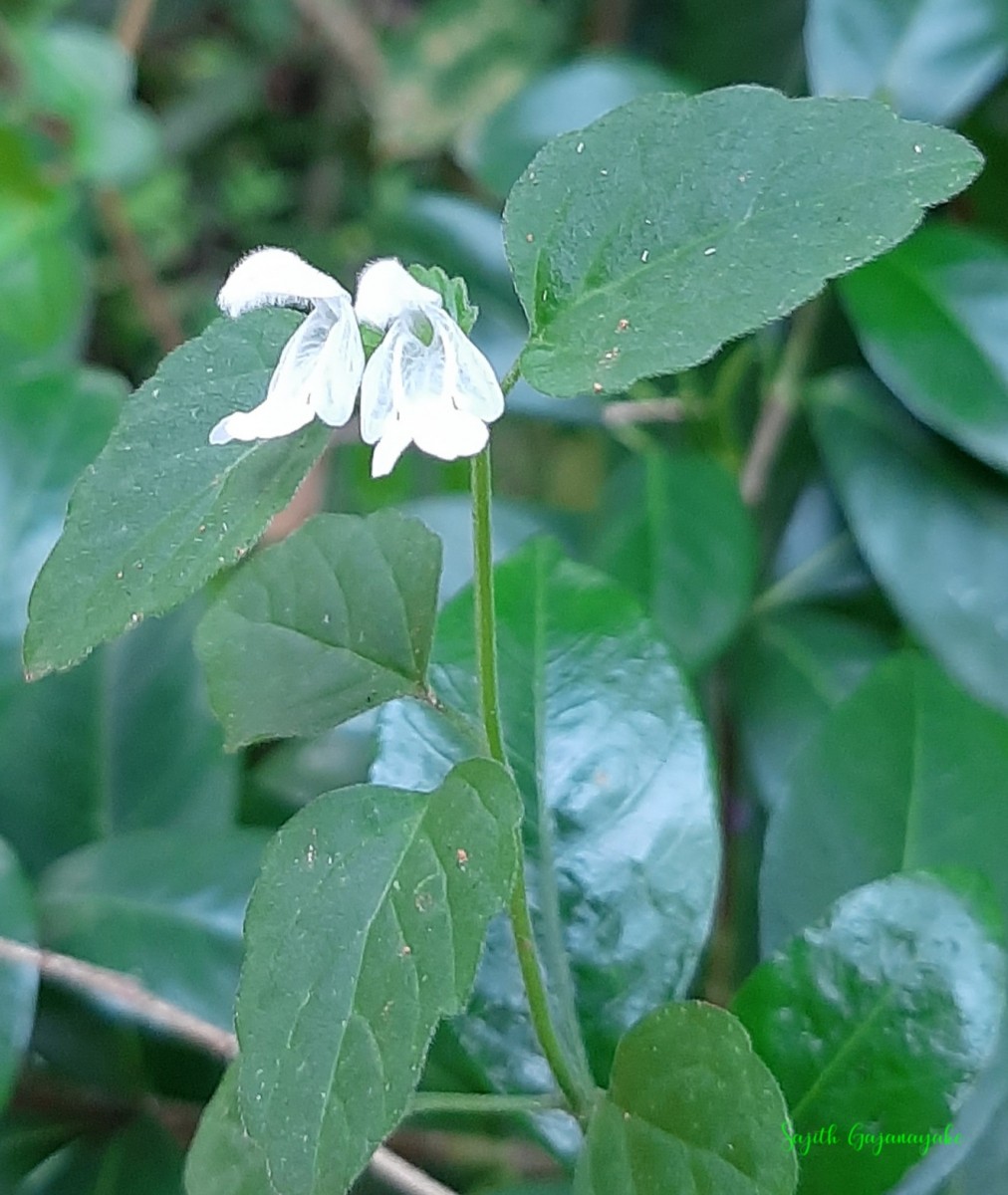 Leucas biflora (Vahl) Sm.